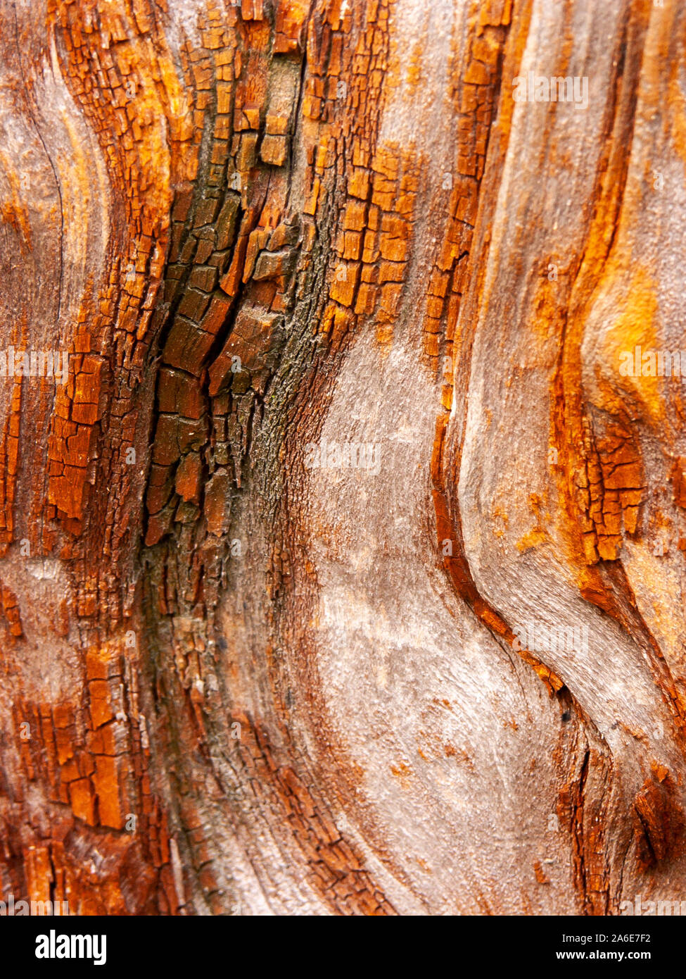 Détail de l'écorce de chêne rouge érodées par le temps, d'un plante parc vieux de plusieurs siècles. Textures et des rayures sur l'écorce avec moss causé par le temps. Banque D'Images