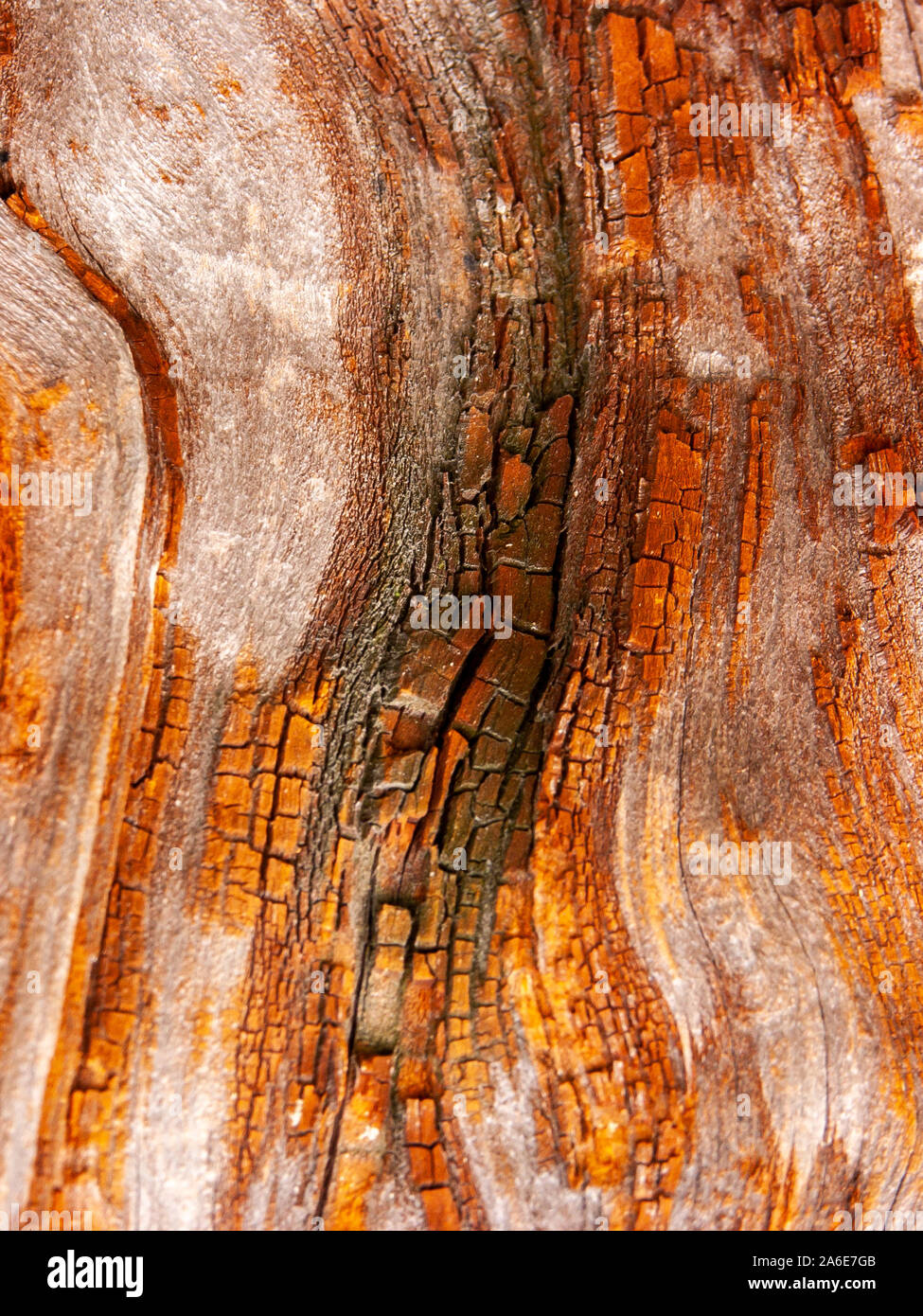 Détail de l'écorce de chêne rouge érodées par le temps, d'un plante parc vieux de plusieurs siècles. Textures et des rayures sur l'écorce avec moss causé par le temps. Banque D'Images