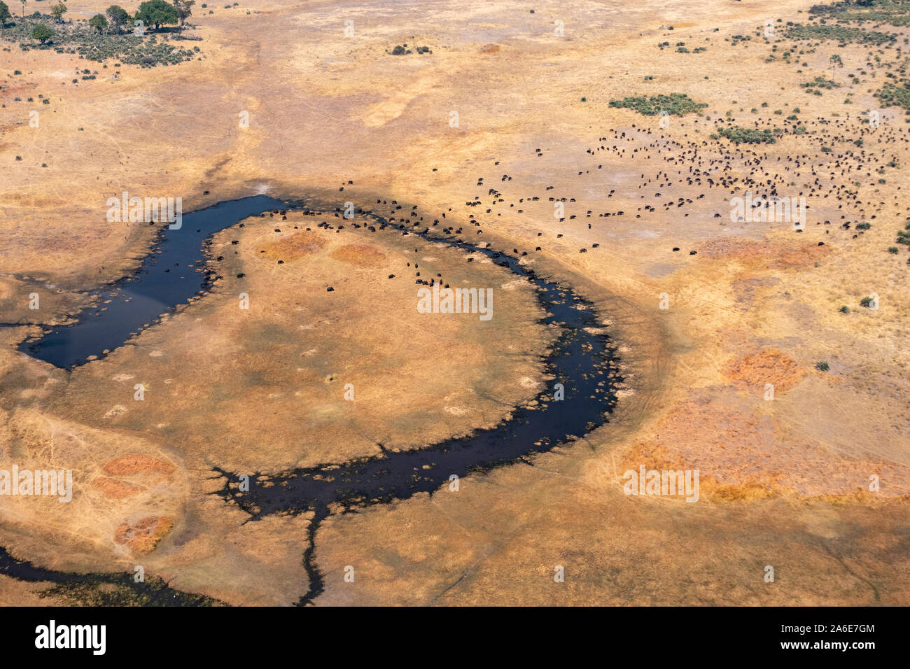Vue aérienne de troupeau de bisons sur produit sec, lisse jaune et bleu foncé dans la rivière de Moremi, Okvango Delta, Botswana Banque D'Images
