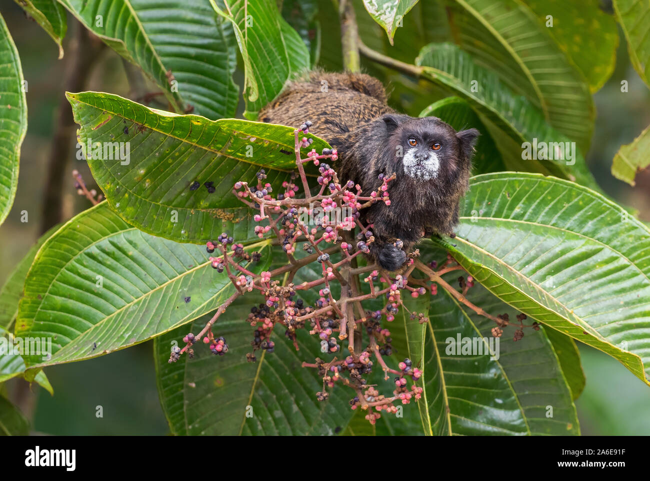 Le manteau noir Graells Tamarin - Saguinus nigricollis graellsi, timide petit primate avec un visage blanc de pentes andines de l'Amérique du Sud, Wild Sumaco, ECU Banque D'Images