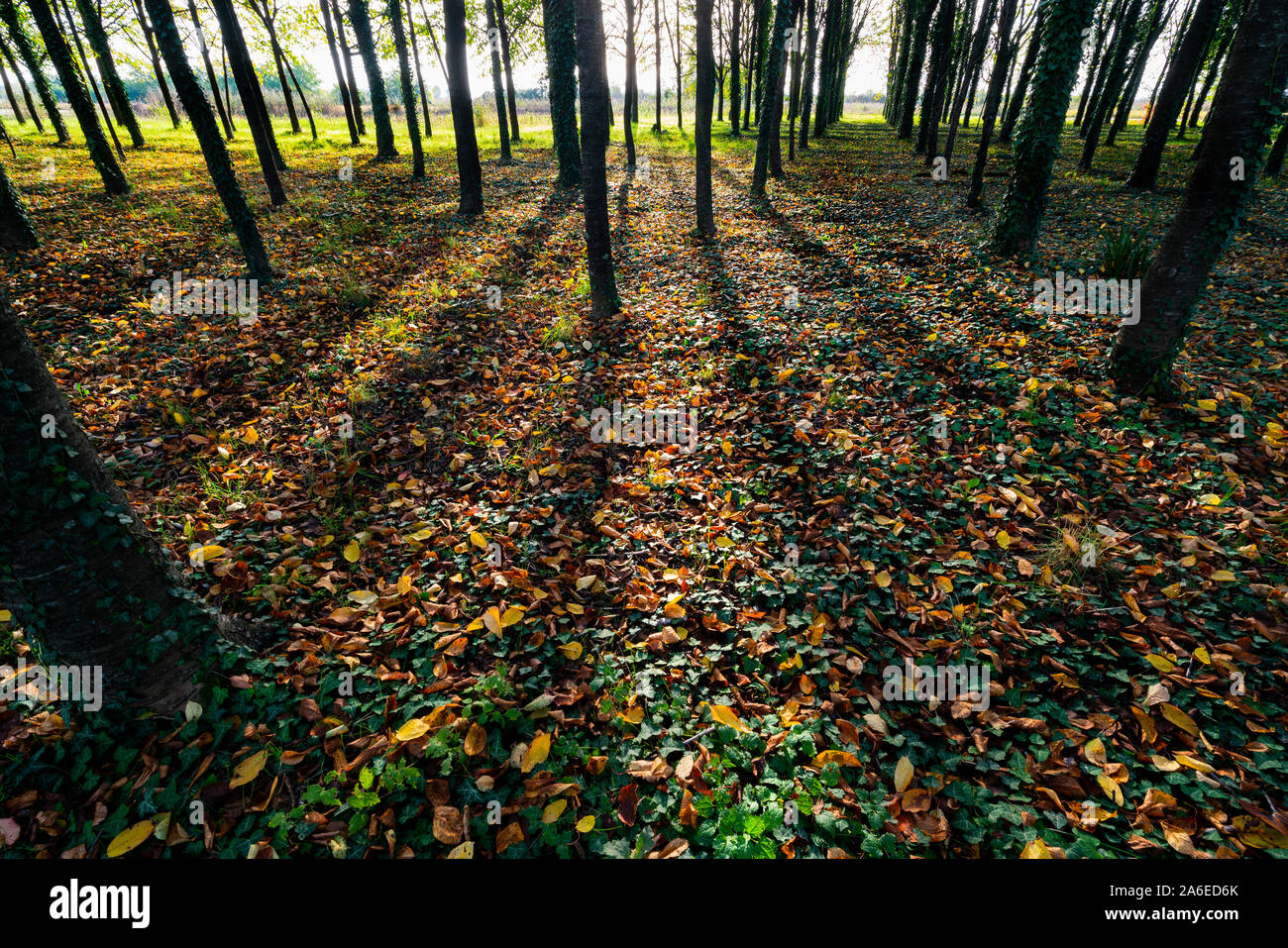 Vue sur le sous-bois de la Poplar Grove à l'automne au coucher du soleil Banque D'Images