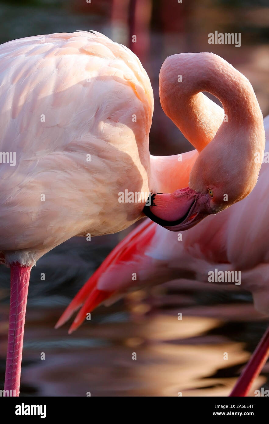 Flamingo à la Martin simple Wildfowl and Wetlands Trust. Le Lancashire. Banque D'Images