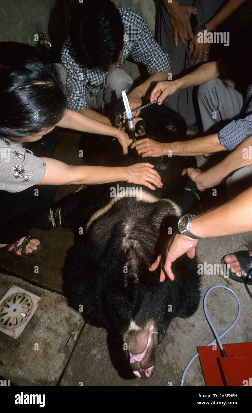 L'ours noir d'Asie (Ursus thibetanus) conservés pour l'extraction de la bile qui est utilisé en médecine traditionnelle. Banque D'Images