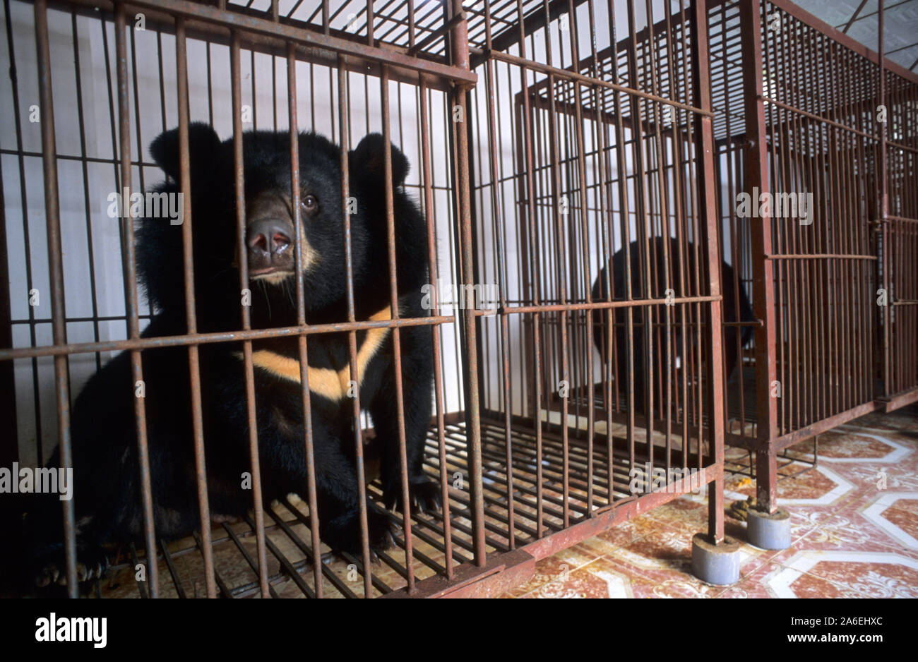 L'ours noir d'Asie (Ursus thibetanus) conservés pour l'extraction de la bile qui est utilisé en médecine traditionnelle. Banque D'Images