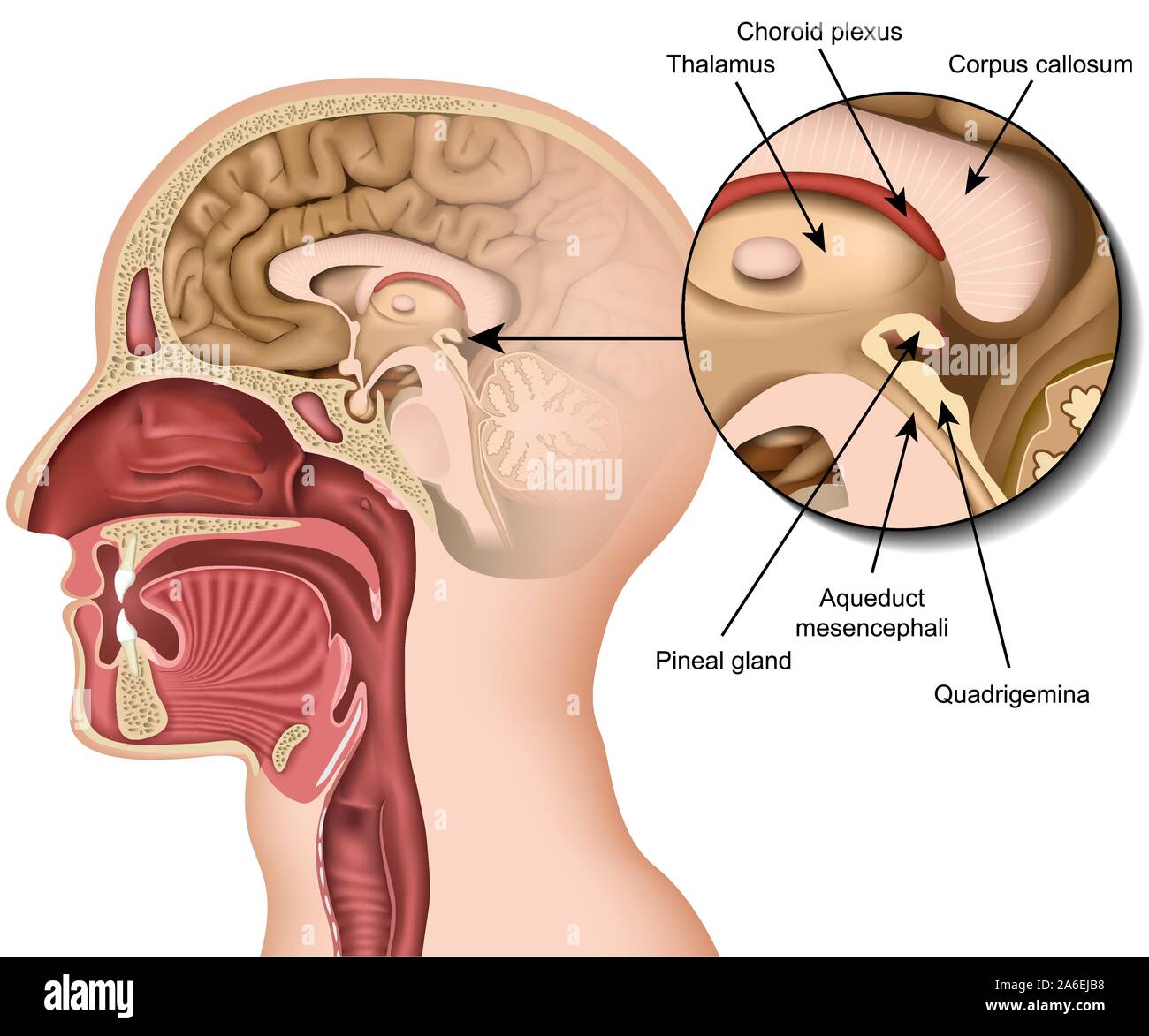 Glande pinéale anatomie medical vector illustration isolé sur fond blanc Illustration de Vecteur