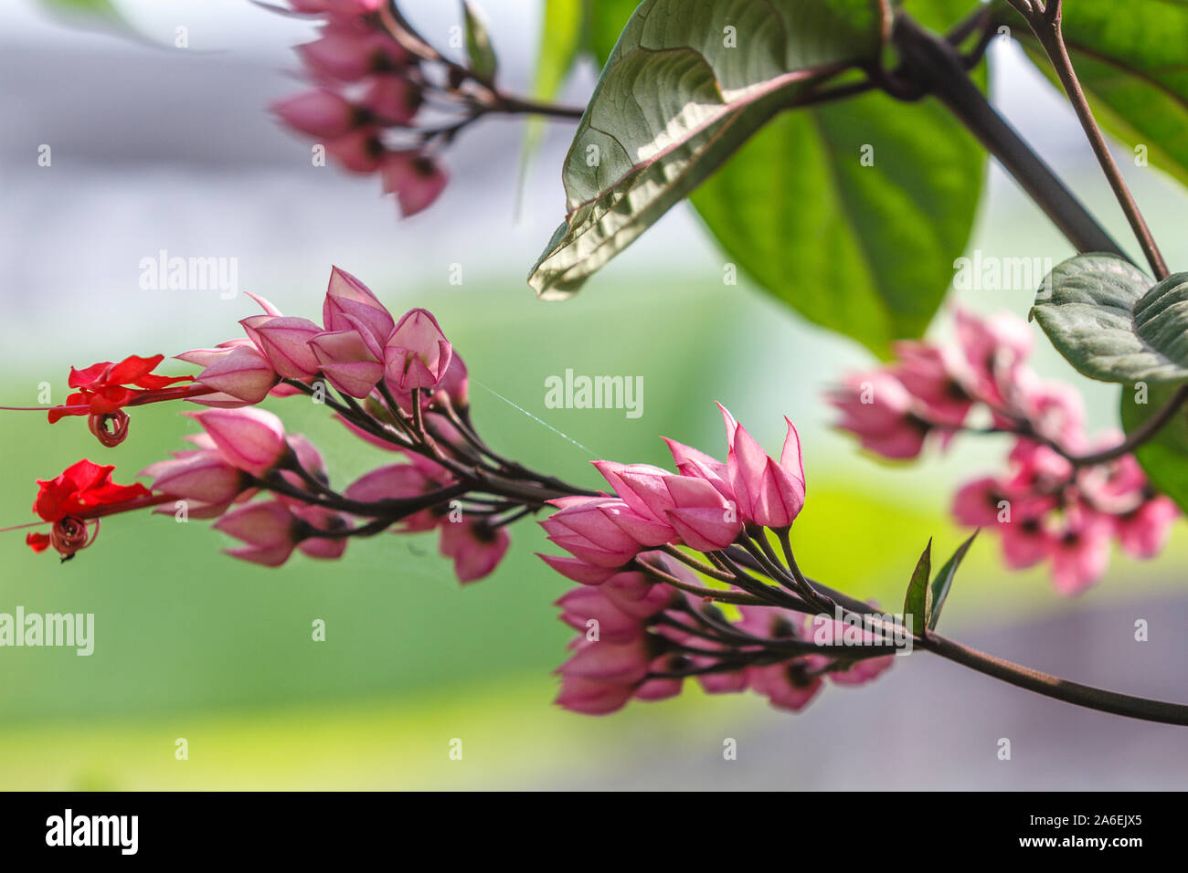 Clerodendrum thomsoniae en fleurs ou le cœur, la floraison de la vigne d'ornement. Bali, Indonésie. Banque D'Images