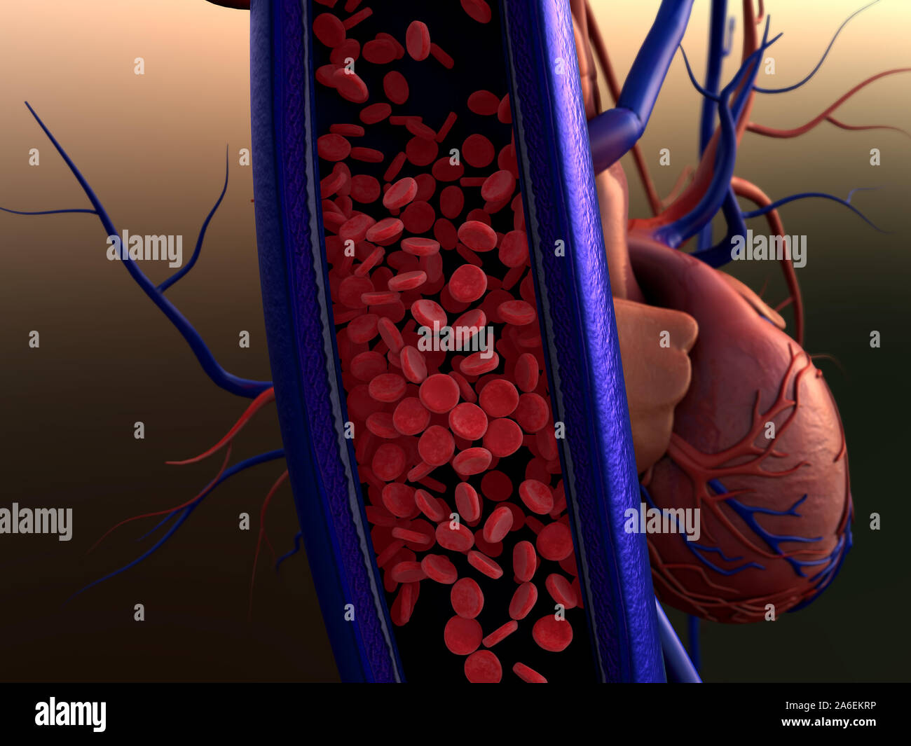 Artère et les érythrocytes, vaisseaux sanguins, artère indiquée avec un pain sur l'article Banque D'Images