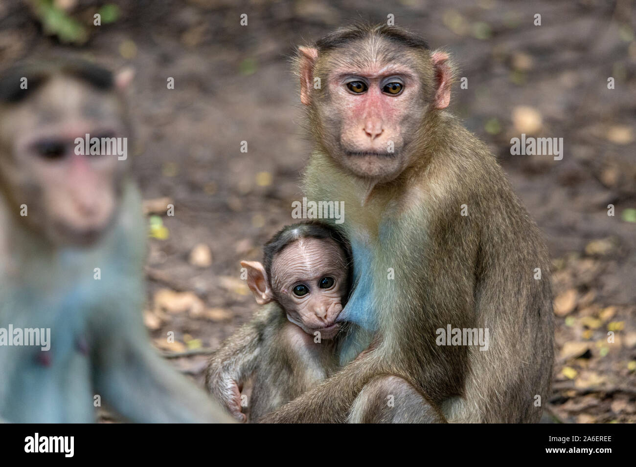 Un portrait de la mère Macaque Rhesus Monkey nourrir son bébé et montrant les émotions Banque D'Images