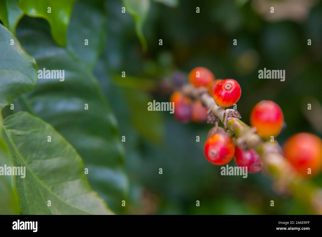 Haricots rouges frais fond baies de café arabica. des baies dans la plantation de café biologique. Banque D'Images