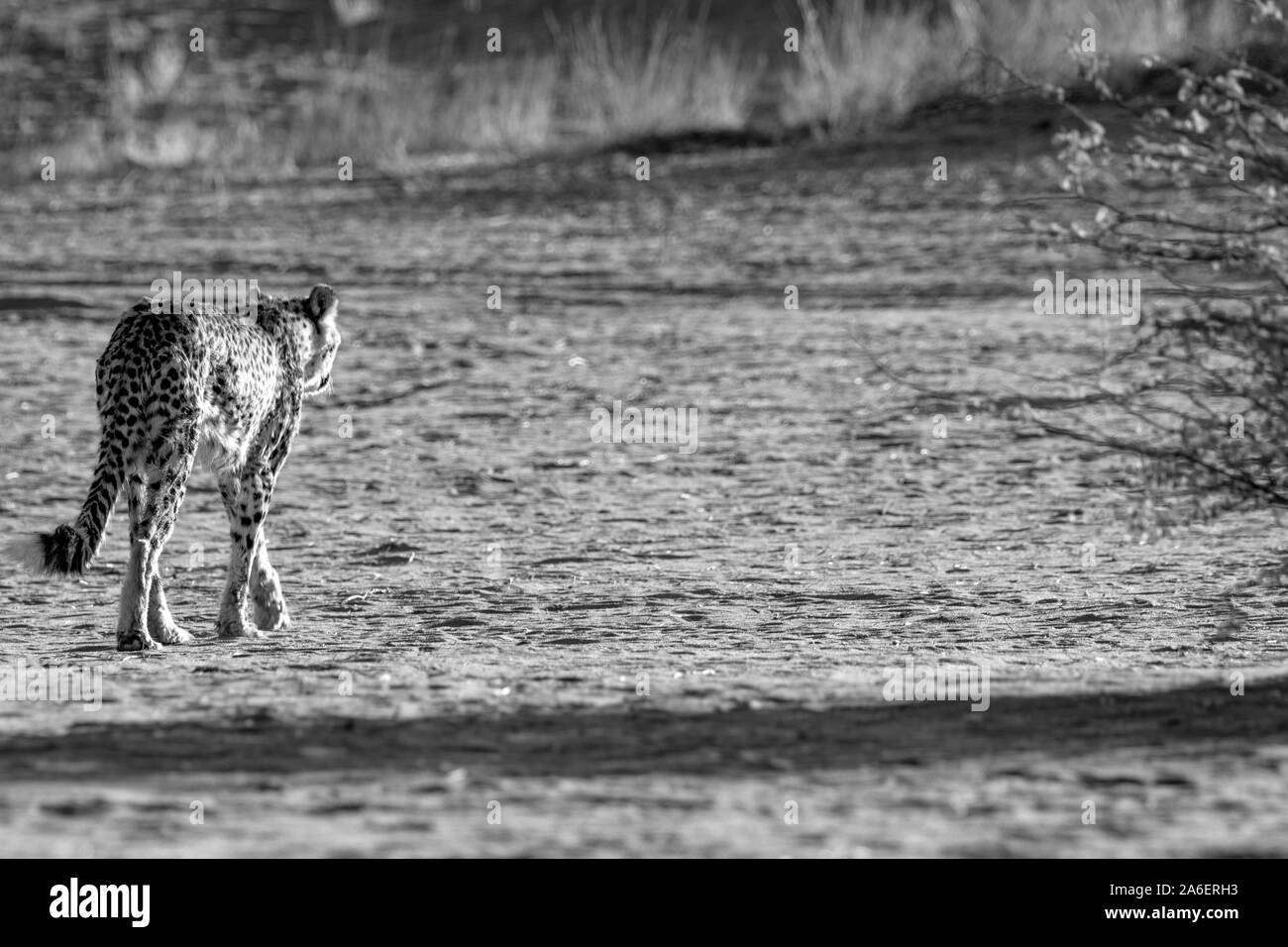 La célèbre Guépard (Acinonyx jubatus) de la Namibie Banque D'Images