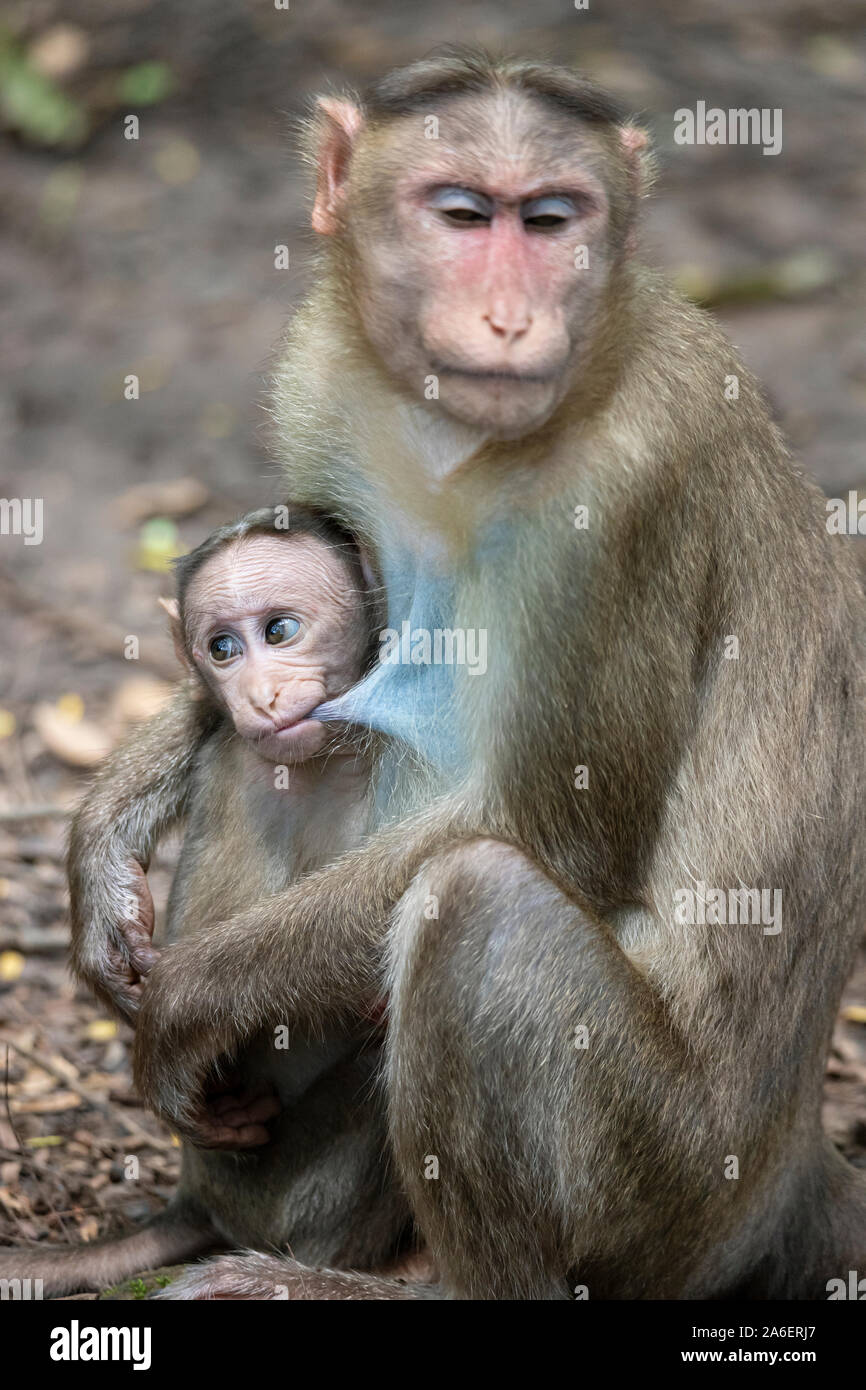 Un portrait de la mère Macaque Rhesus Monkey nourrir son bébé et montrant les émotions Banque D'Images