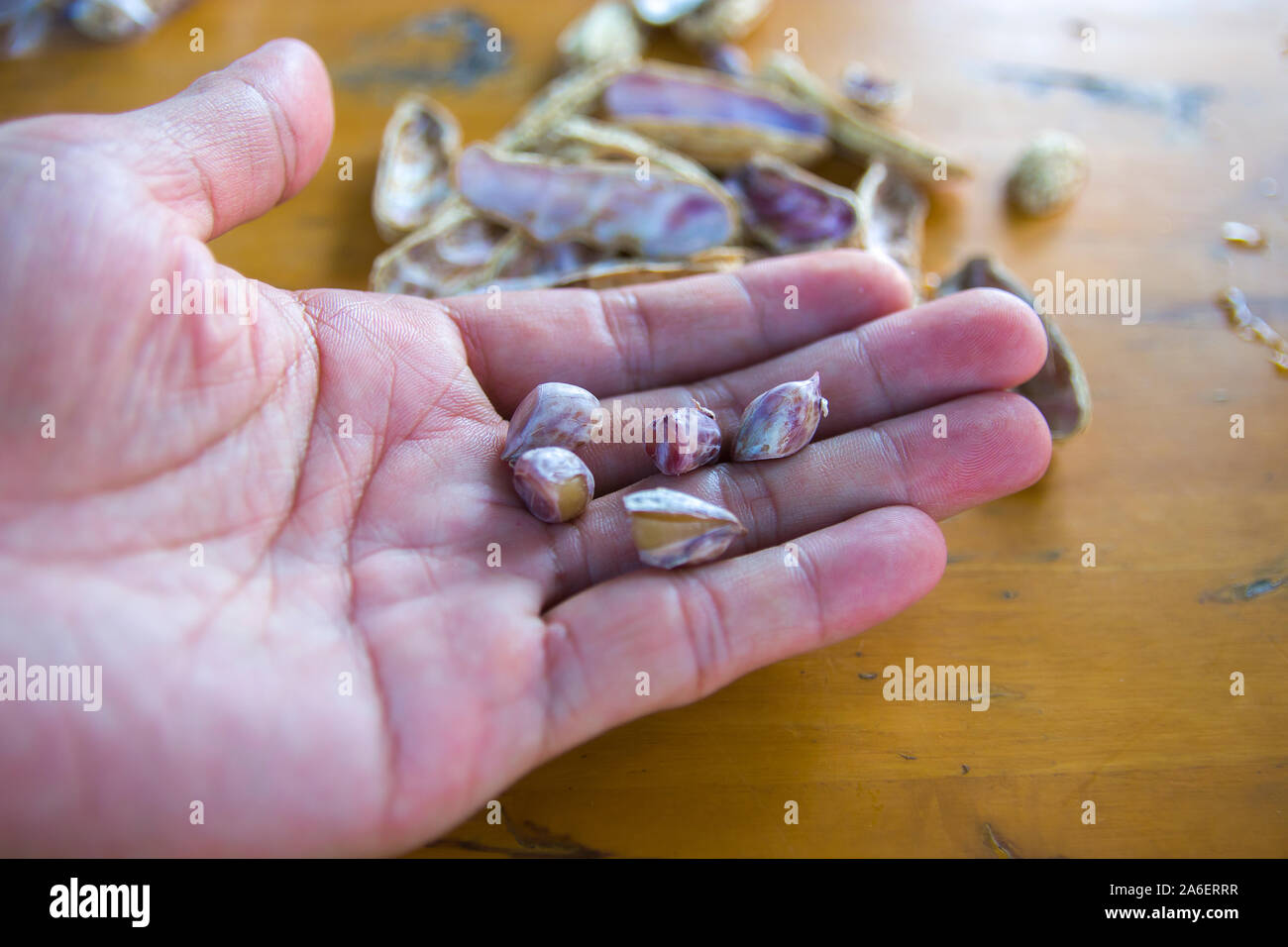 Main tenant les arachides bouillies aliments thaïlandais épluchette de blé d'arachide . Banque D'Images