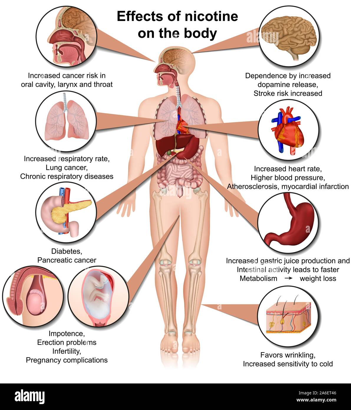 Effets de la nicotine sur le corps medical vector illustration infographie isolé sur fond blanc Illustration de Vecteur