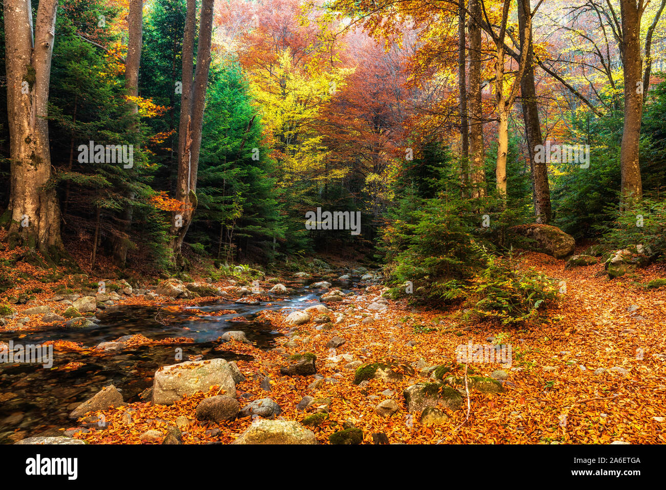 Couleurs de montagne automne River ( Stara reka ) , situé au parc national Balkan Central en Bulgarie Banque D'Images