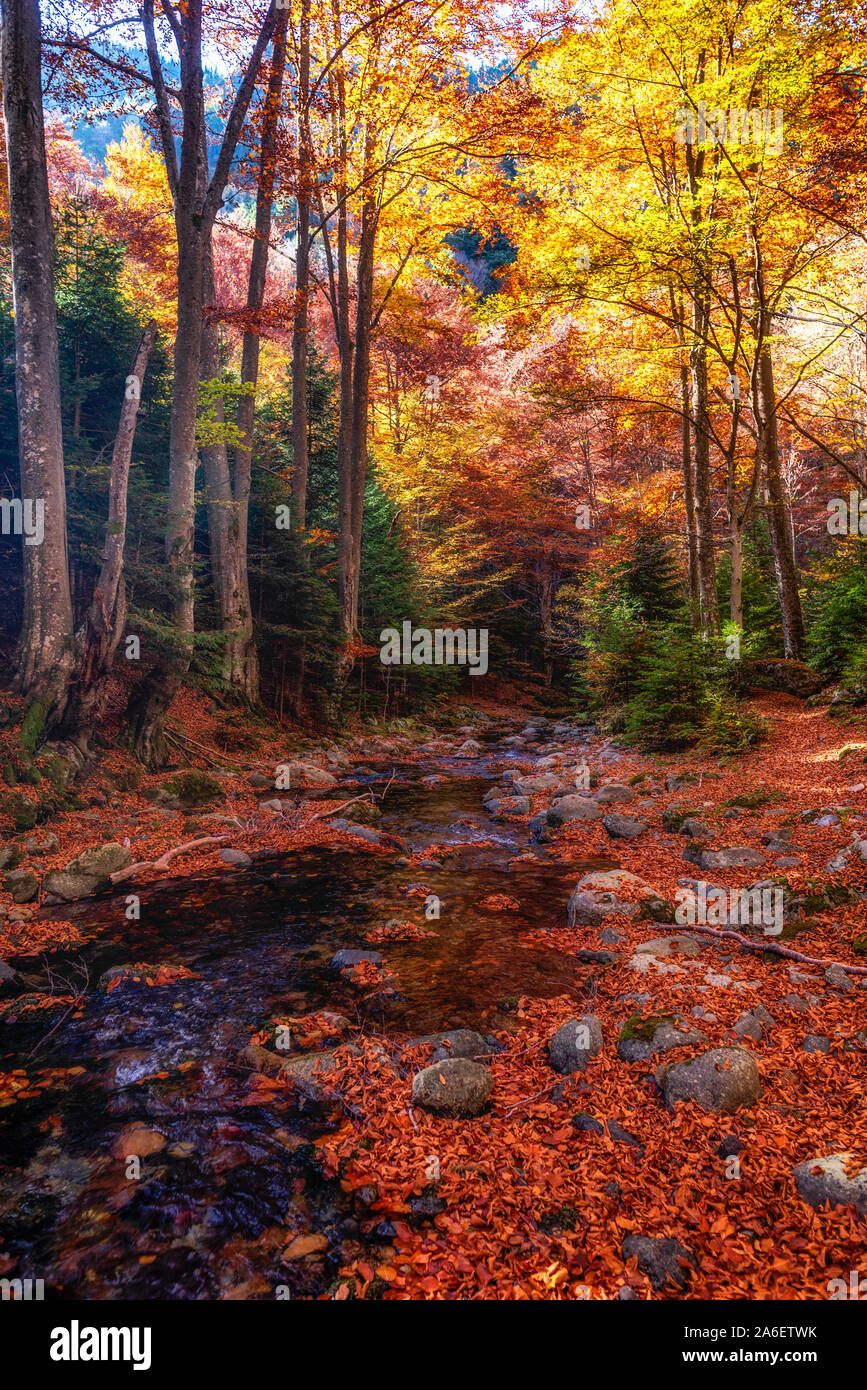 Couleurs de montagne automne River ( Stara reka ) , situé au parc national Balkan Central en Bulgarie Banque D'Images