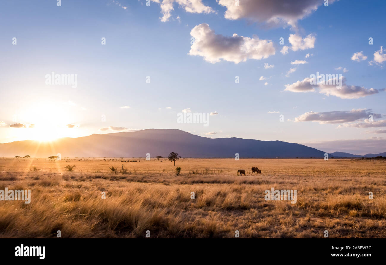 Incroyable coucher du soleil à plaines de savane à Tsavo East National Park, Kenya Banque D'Images