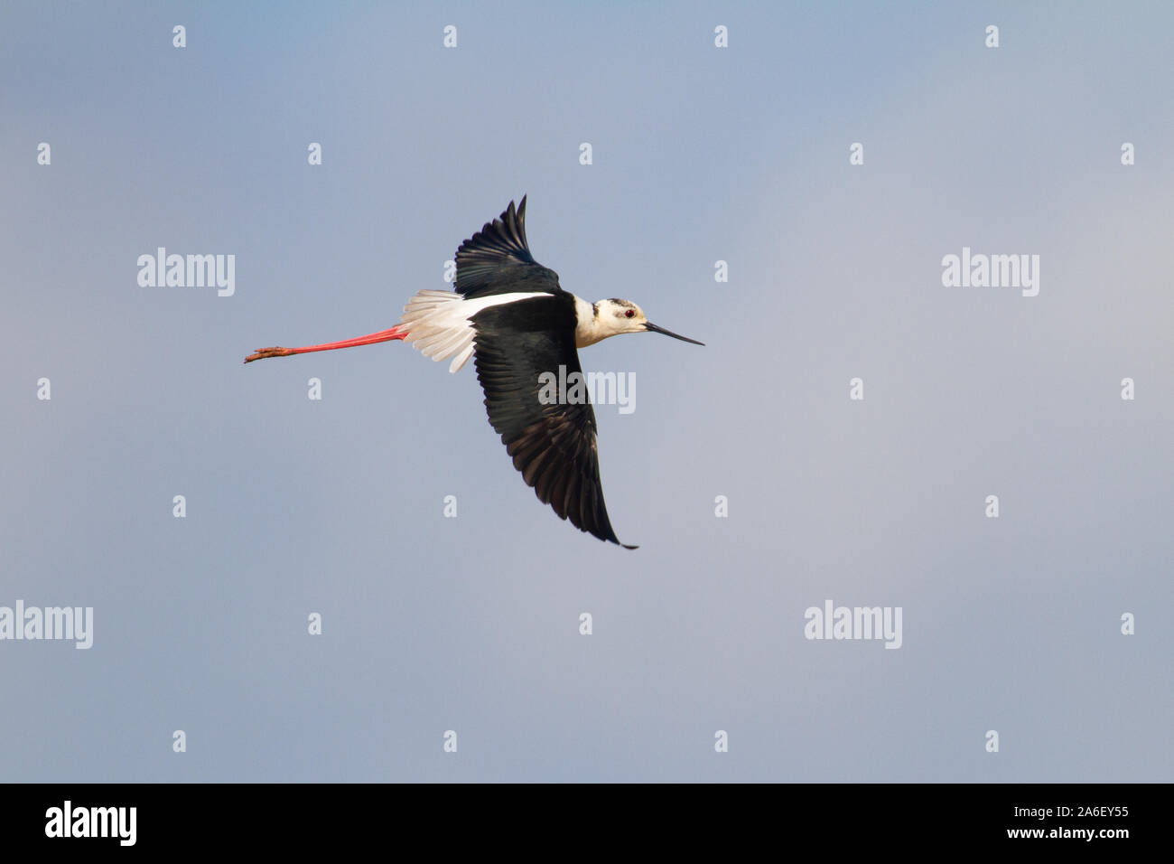 Pilotis à ailes noires en vol, Himantopus himantopus, Majorque, Baléares, Espagne Banque D'Images