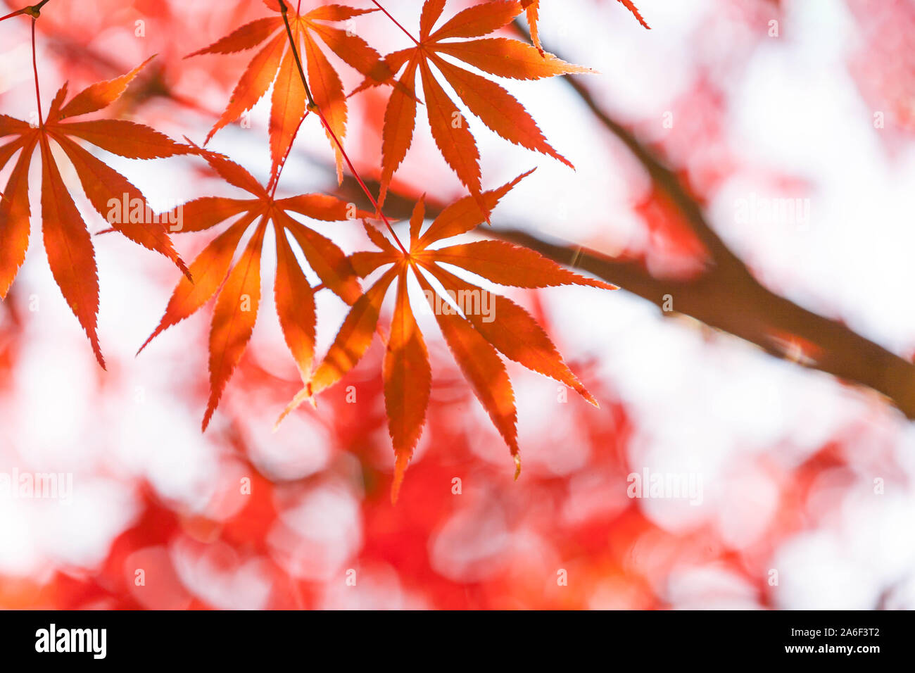 Feuilles d'érable en automne, résumé pour les fonds ou de copier du texte pour l'espace Banque D'Images