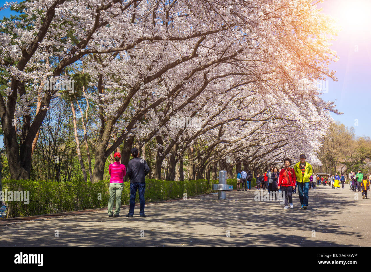 Séoul - 06 avril 2014 : festival des cerisiers en fleur au printemps, Seoul Land la Corée du Sud. Banque D'Images