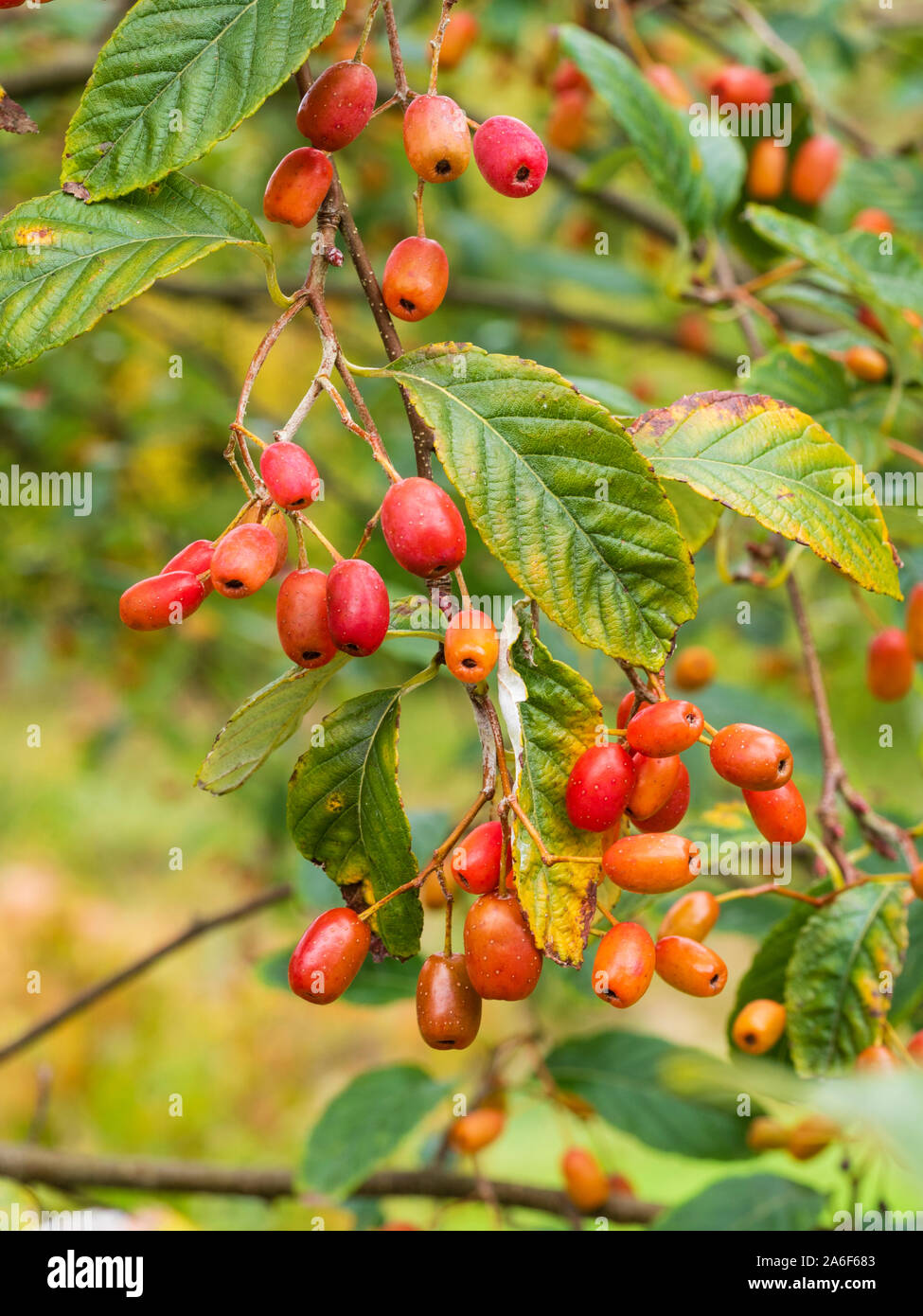 Les baies d'automne rouge-orange du petit arbre à feuilles caduques, Sorbus 'folgneri Emiel' Banque D'Images