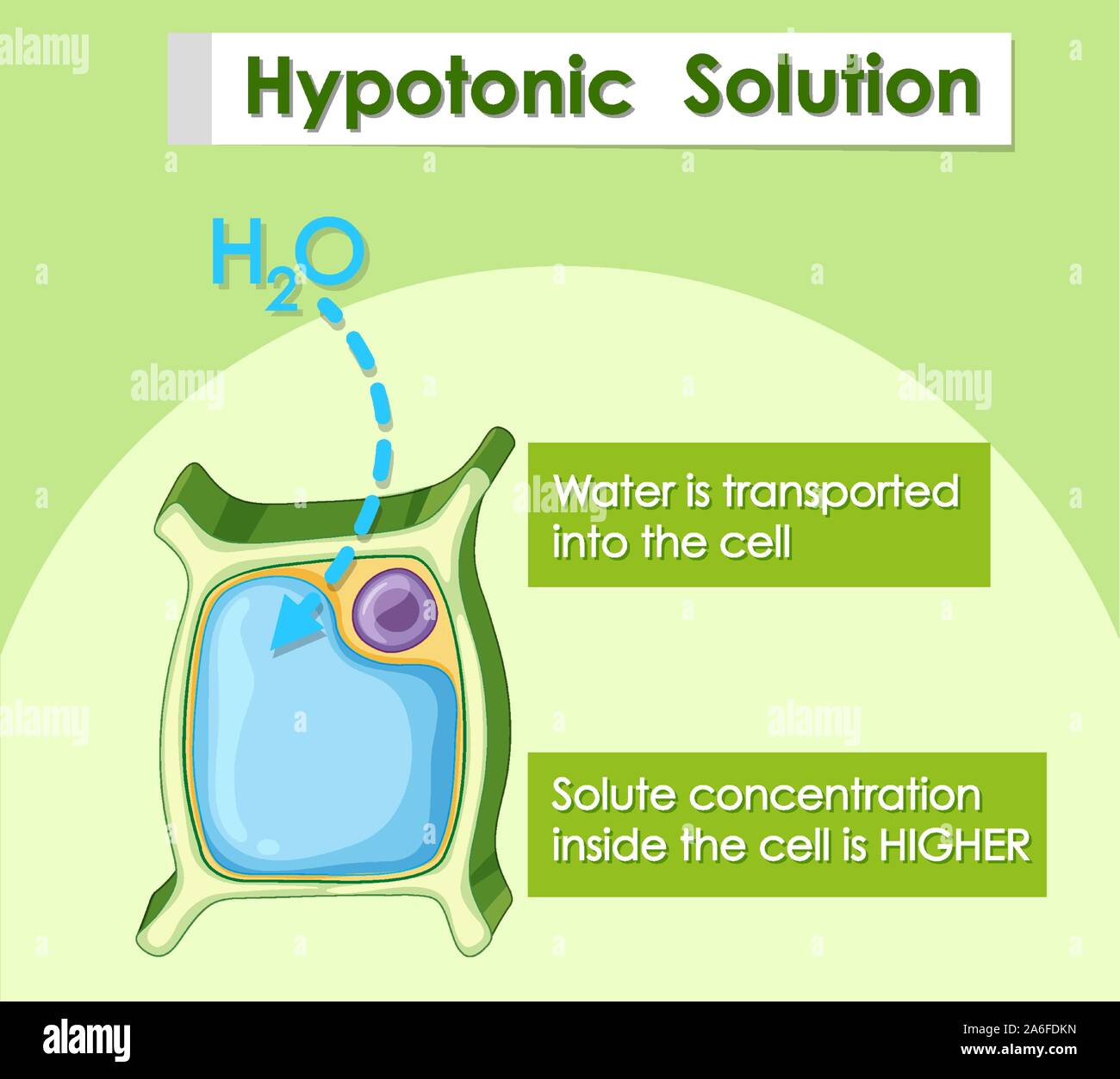 Schéma de solution hypotonique illustration Illustration de Vecteur