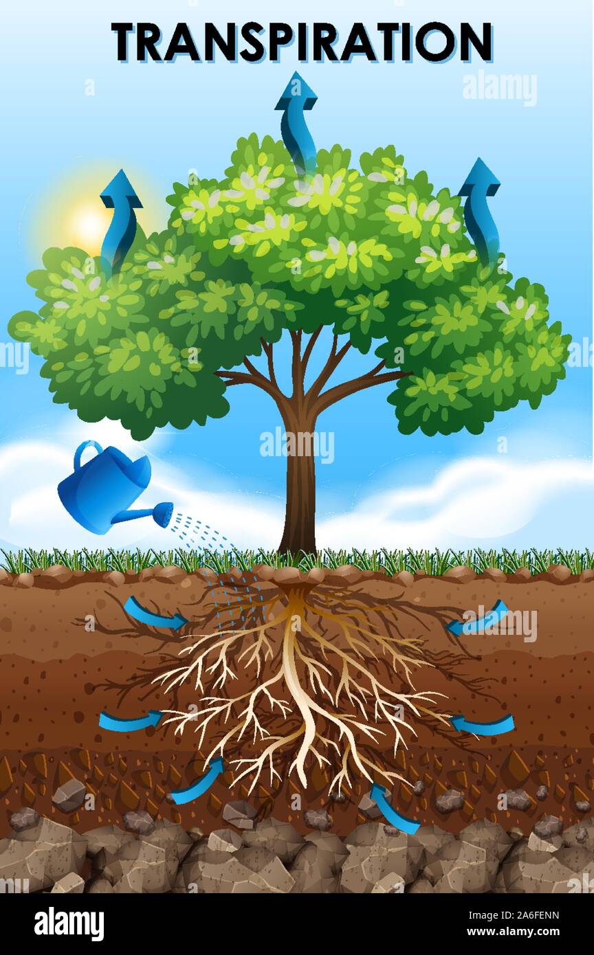 La conception d'affiches scientifiques pour l'illustration de la transpiration Illustration de Vecteur