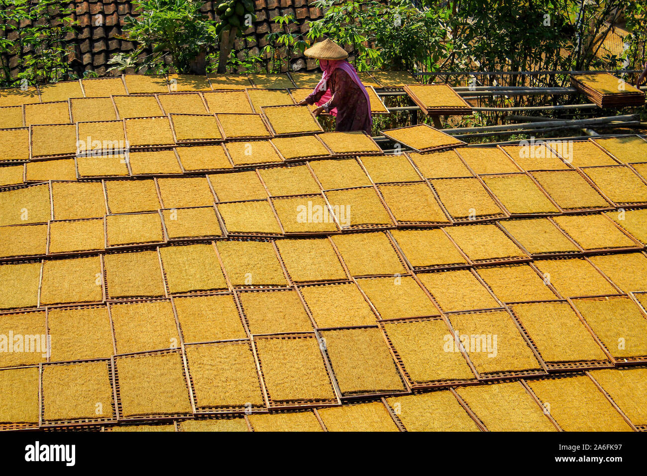 Sumedang, Indonésie. Le 13 juillet, 2019. Résident à l'village vue avec dans le séchage du tabac sous le soleil.Banyuresmi Sumedang, Village Regency est un village célèbre pour la production du tabac tabac sec, dans les 40 jours le village peut produire environ 1,7 tonnes de tabac qui 'mole' est livré à diverses régions de l'Ouest de Java et même exportées à l'étranger. Le Febri Sugita Crédit : Algi SOPA/Images/ZUMA/Alamy Fil Live News Banque D'Images