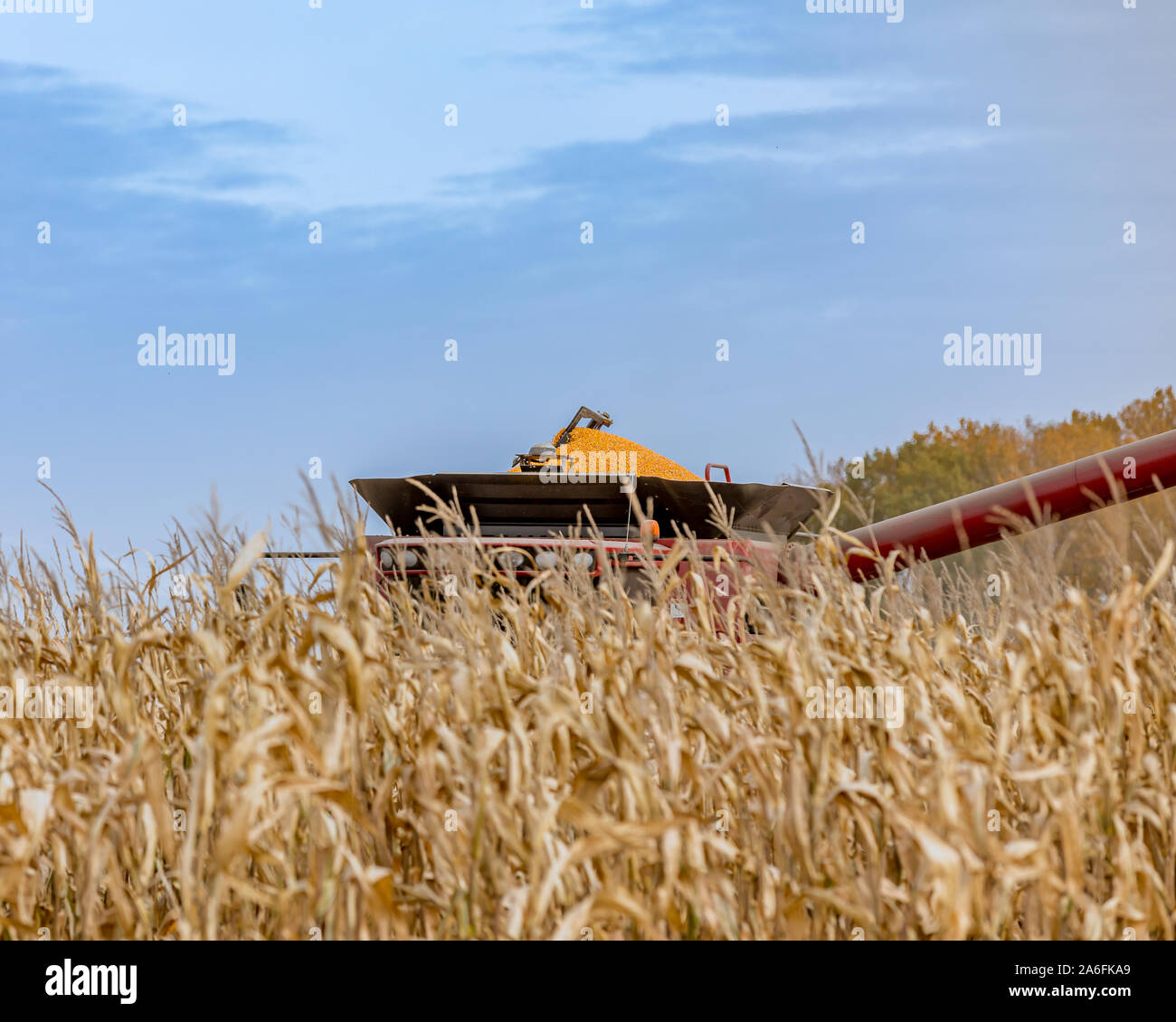 Vue unique sur le haut de la moissonneuse-batteuse avec bac rempli de grains de maïs égrené se lever au-dessus des rangées de tiges pendant la récolte de blé. Saison de récolte Banque D'Images