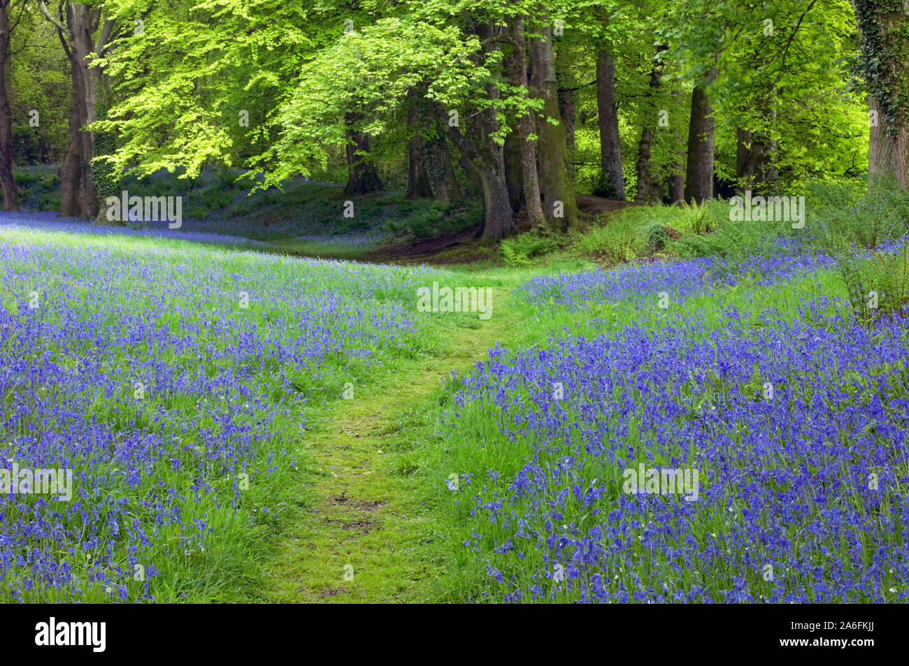 Jacinthes des bois de chêne, près de Seaton, Devon, Angleterre Banque D'Images