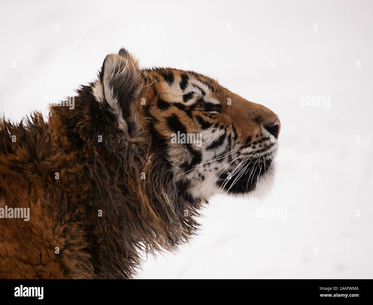 Détail de la tête de jeune tigre de Sibérie en hiver - Panthera tigris altaica - en voie de disparition dans la Liste rouge de l'IUNC Banque D'Images