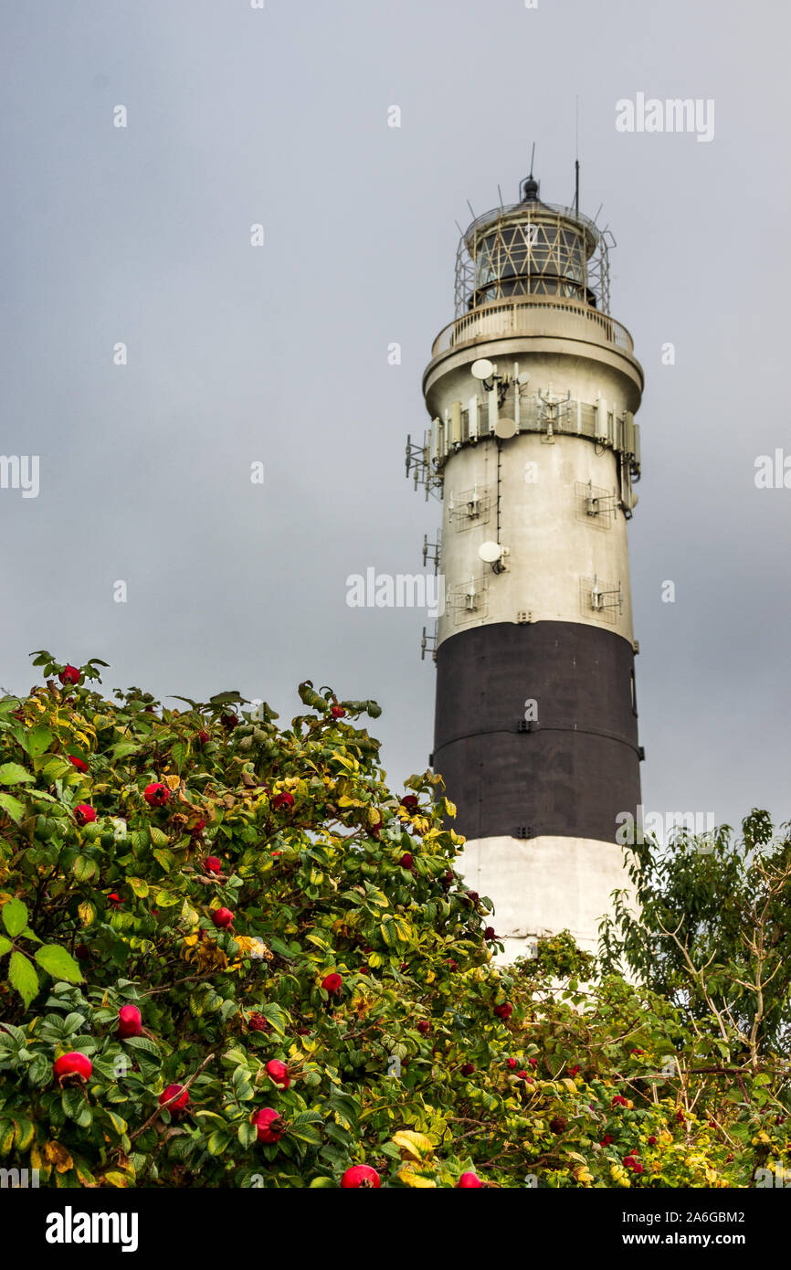 Leuchtturm Kampen à l'île de Sylt en Allemagne en automne avec chien roses au premier plan Banque D'Images