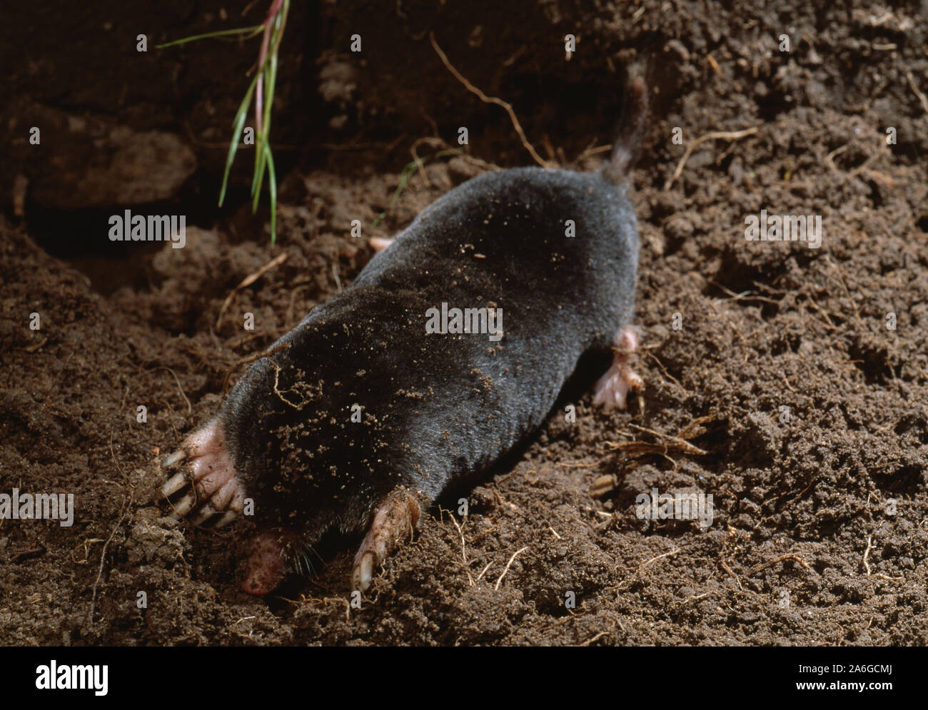 MOLE de creuser le trou dans le sol (Talpa europaea). Remarque a soulevé la queue, signe d'un animal vivant et actif. Queue utilisé comme un organe tactile en tunnel souterrain. Banque D'Images