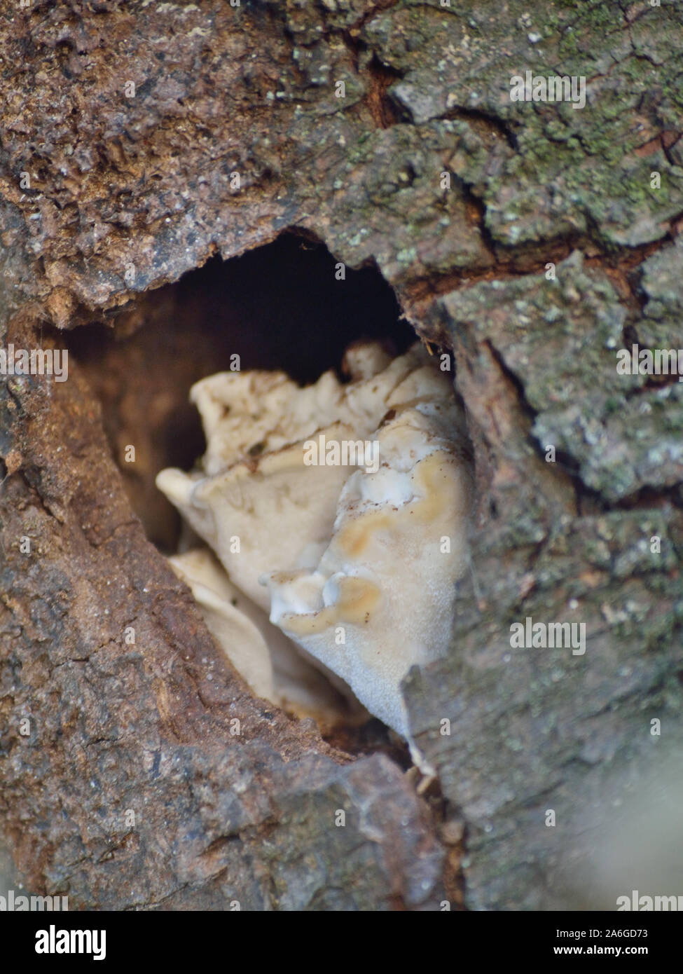 Champignon de carie du bois prunier de vie Banque D'Images