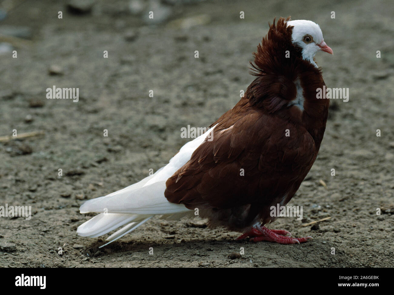 Un Gros Escargot Et Un Grand Pigeon En Allemand