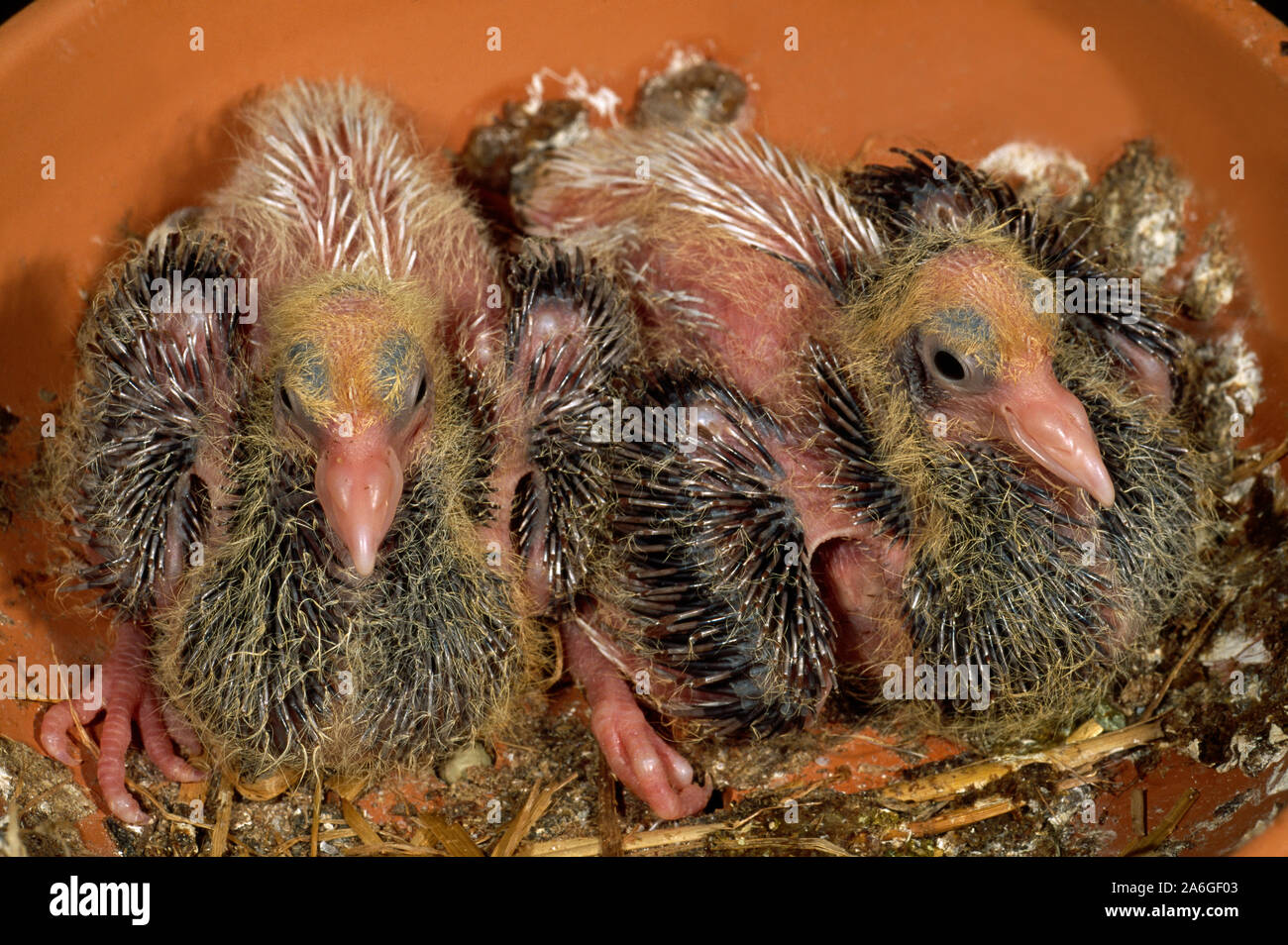 CAPUCHIN PIGEON squabs (Columba livia), 10 jours a éclos jeunes dans un nid en argile cuit à la céramique fourni. Paire de pigeons. Deux ensemble. Frères et sœurs. Banque D'Images