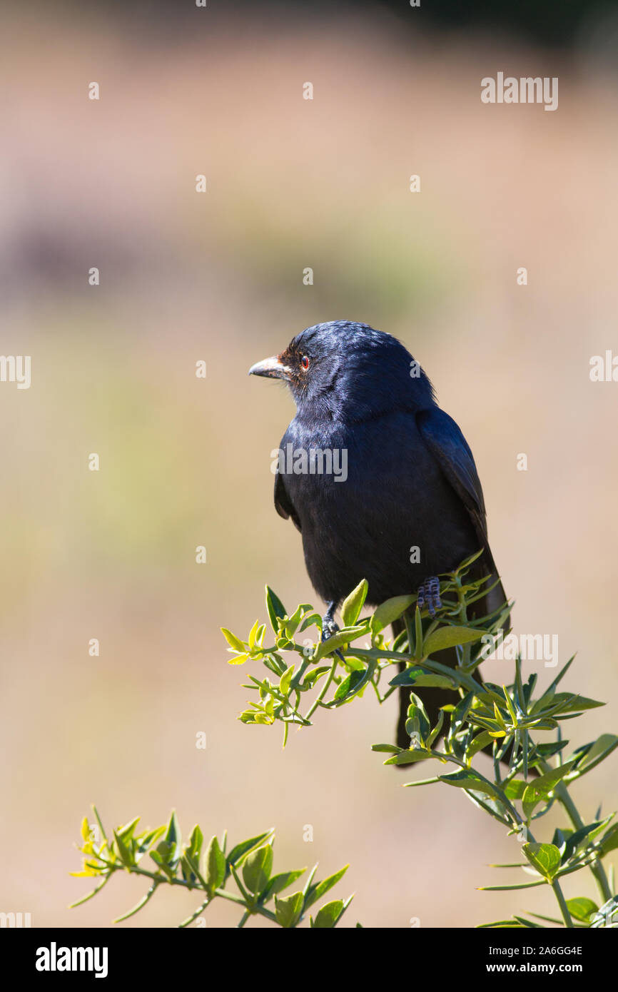 Un fork-tailed drongo perches légèrement sur un buisson, les yeux dans la lumière de fin d'après-midi à Addo Elephant Park Banque D'Images