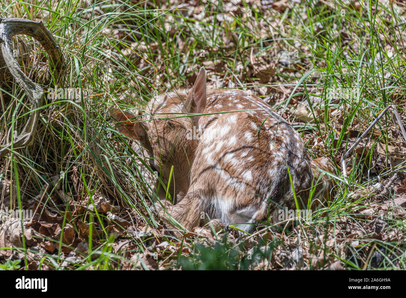 Sommeil bébé chevreuil awaking pose dans l'herbe dans le bois Banque D'Images