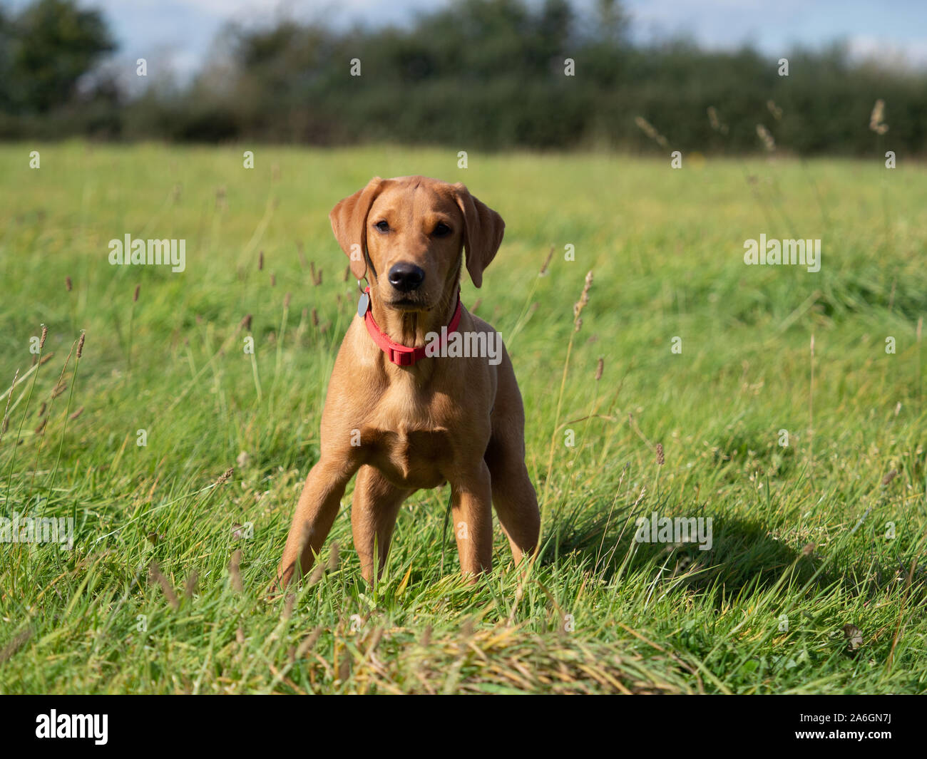 Un jeune fox red labrador est avec prudence dans un domaine Banque D'Images