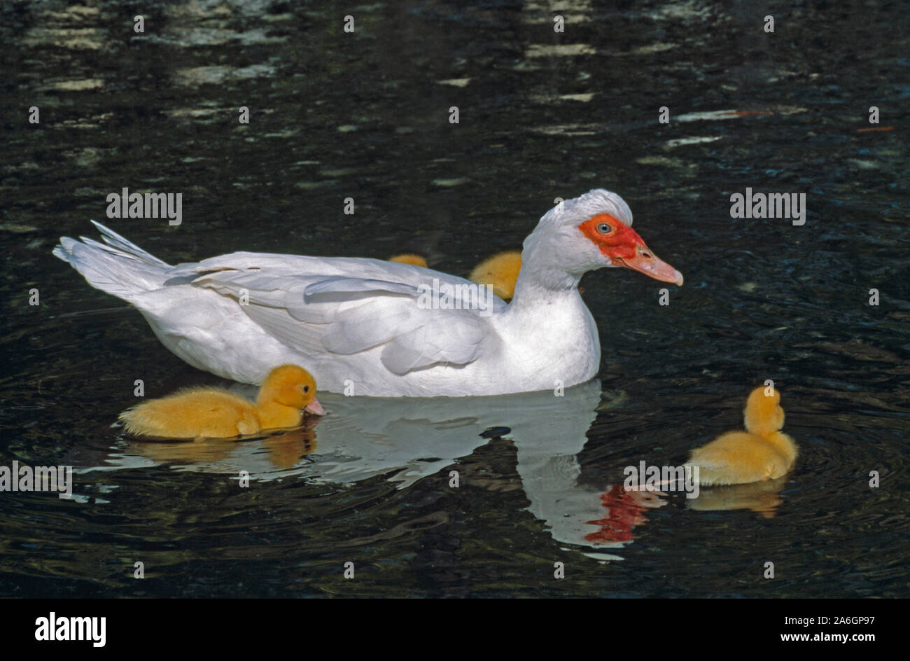 CANARD BLANC ET canettes de CANARD MOUSCOVY Cairina moschata nageant, réflexion sur la surface de l'eau. - race domestique, d'origine sud-américaine centrale. Banque D'Images