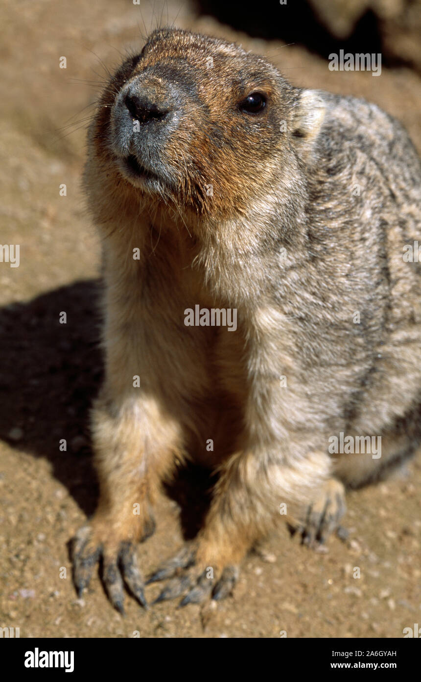 BOBAK ou Steppe MARMOT (Marmota bobak). Assis sur des haunches. Visage, tête, caractéristiques, détails. Vue avant. Museau, yeux, nez, bouche. Gros plan. Banque D'Images