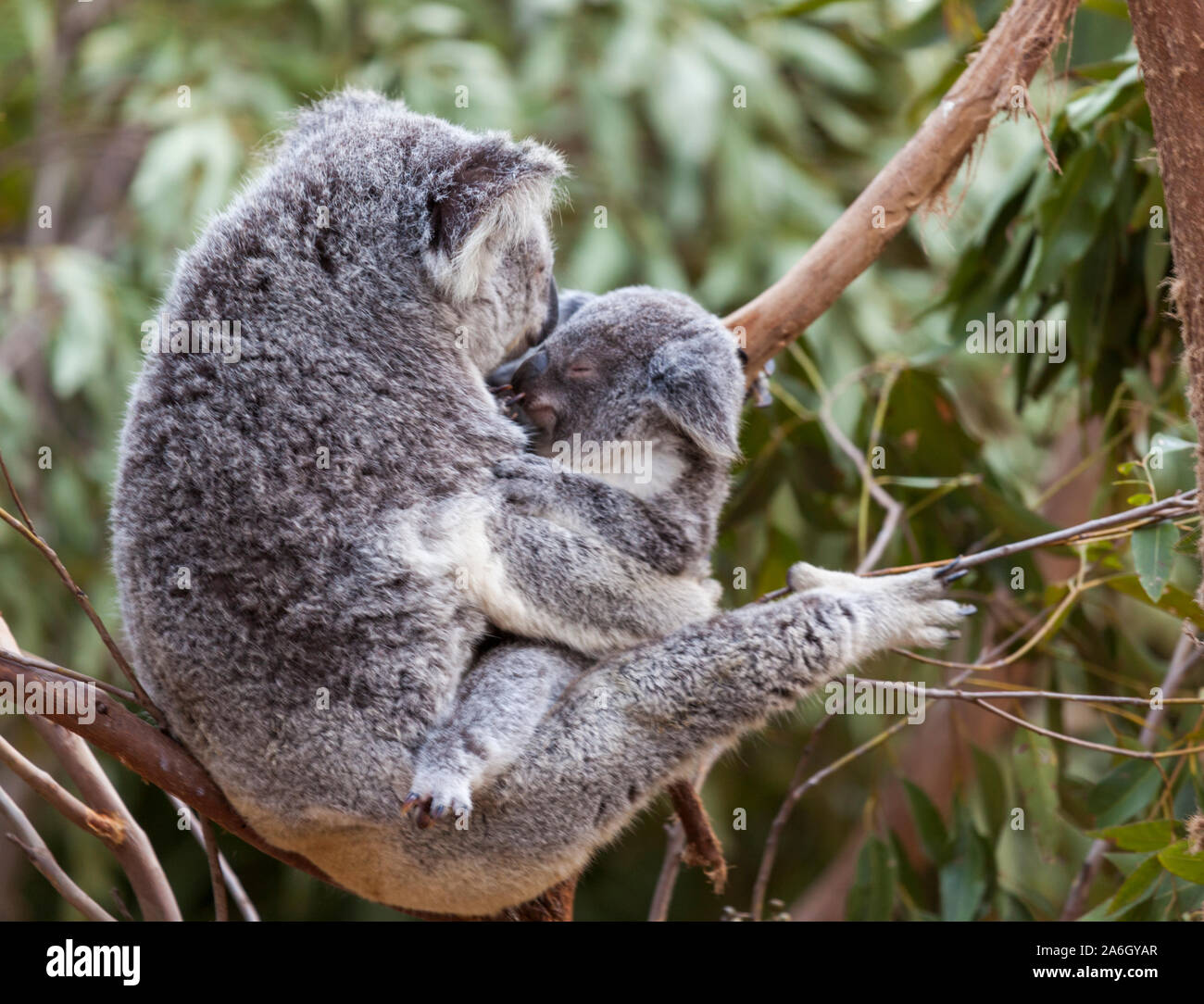 Maman Et Bebe Koala Dans L Arbre Photo Stock Alamy