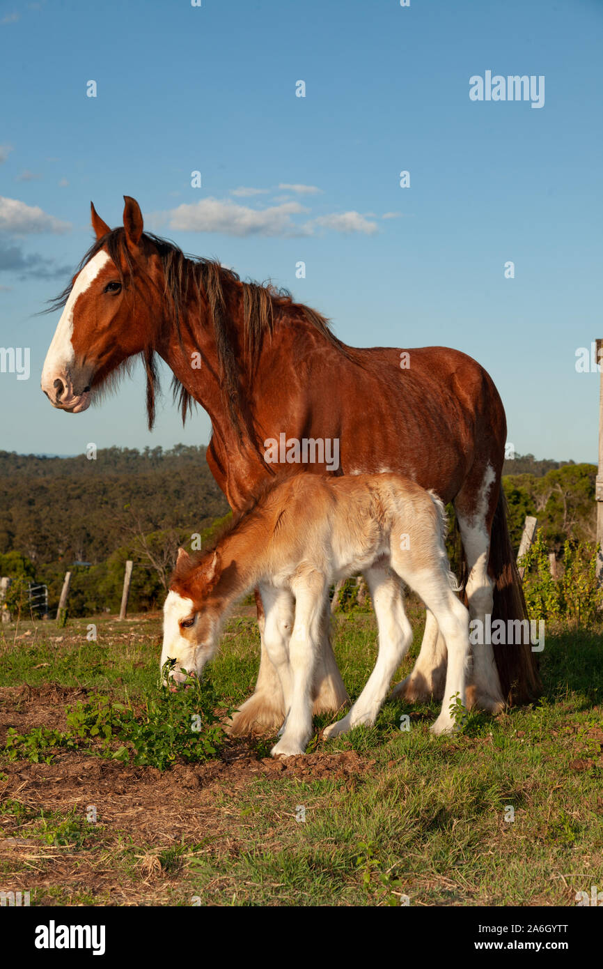 Nouveau-né âgé de quelques jours poulain clydesdale horse Banque D'Images