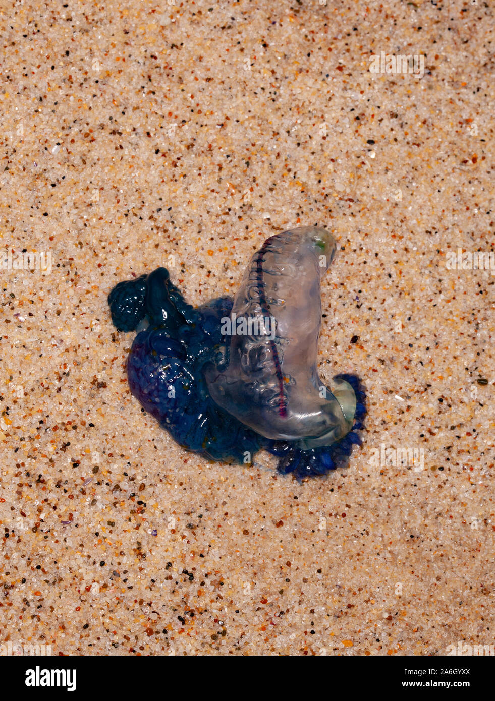 L'homme portugais o' war, aussi connu comme l'homme de guerre, est un hydrozoaire marines trouvées dans les océans Atlantique, Indien et Pacifique. Physalia physalis Banque D'Images