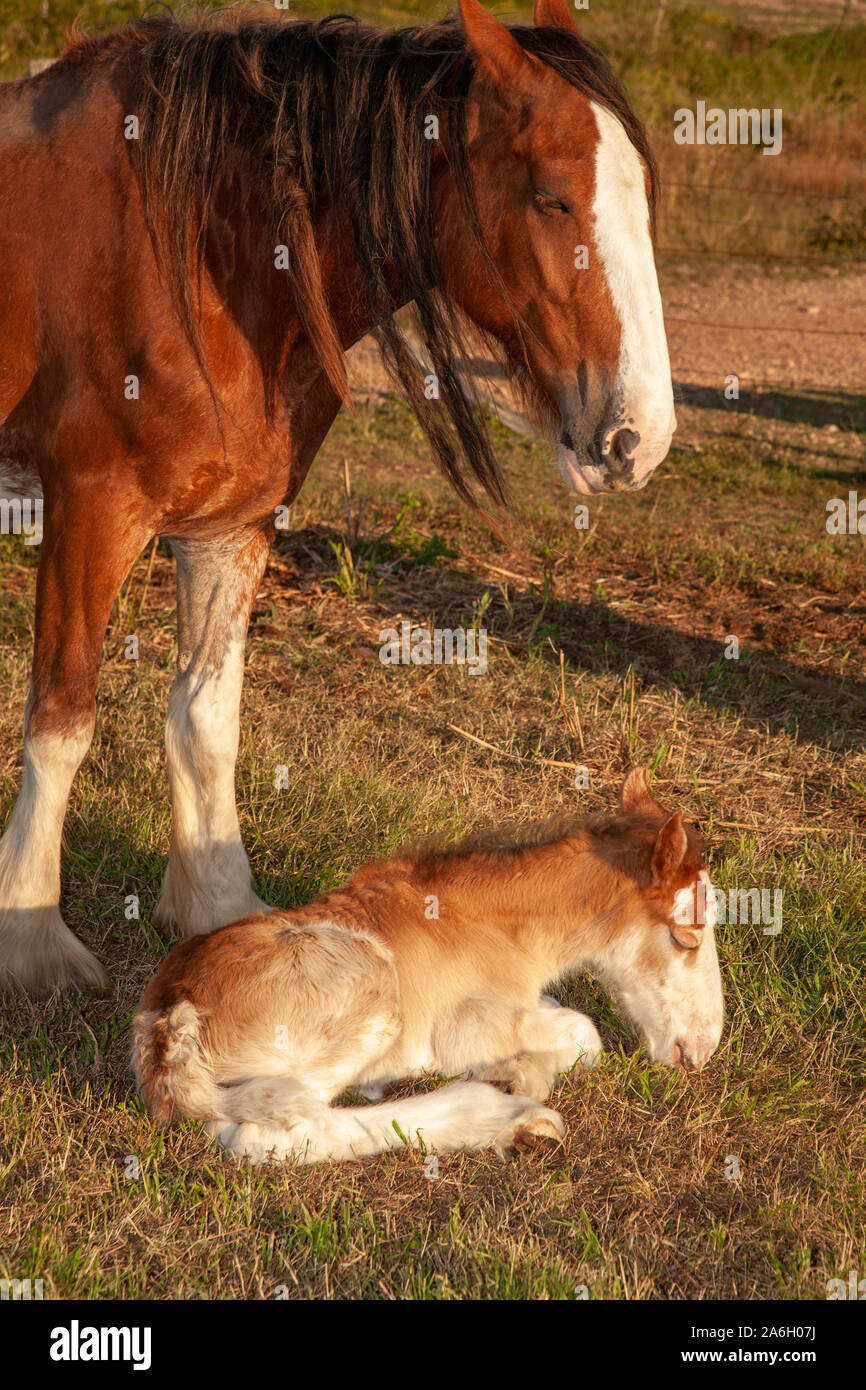 Nouveau-né âgé de quelques jours poulain clydesdale horse Banque D'Images
