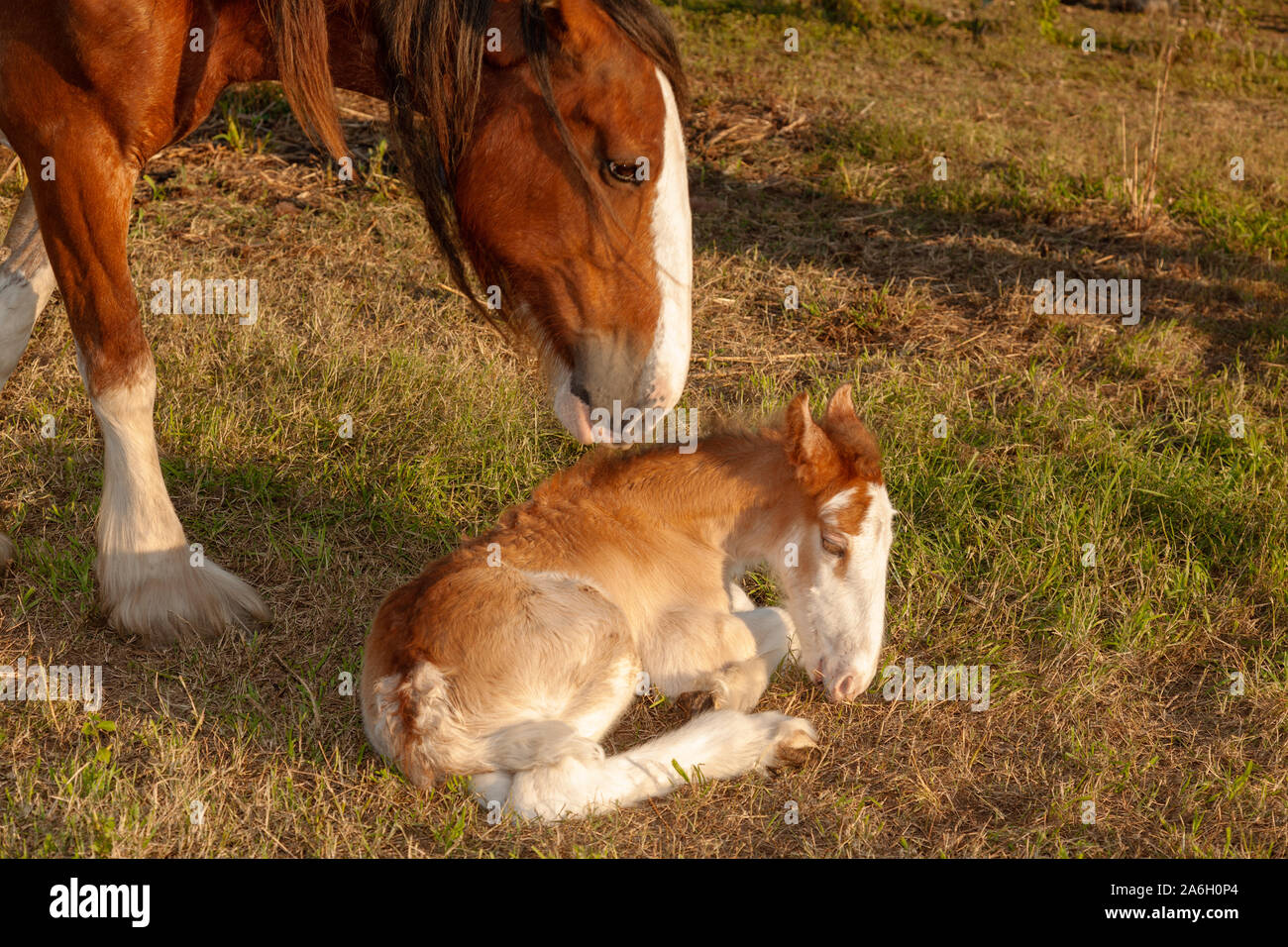 Nouveau-né âgé de quelques jours poulain clydesdale horse Banque D'Images