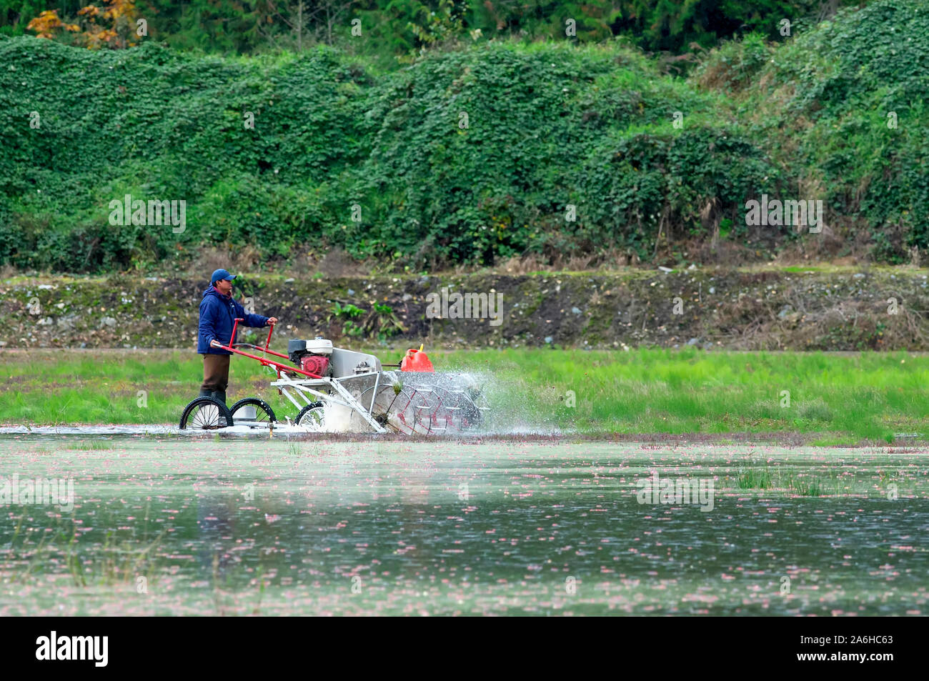 Travailleur agricole de l'eau exploitation bobines, ou 'eggbeaters' pendant la récolte de la canneberge, Pitt Meadows (C.-B.), Canada. Banque D'Images