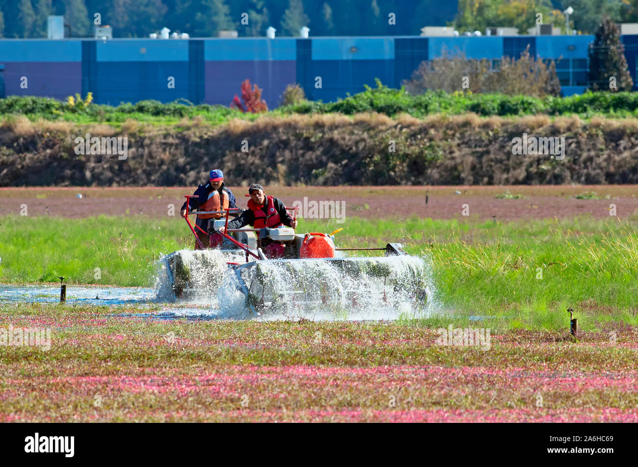 Les travailleurs agricoles de l'eau exploitation bobines, ou 'eggbeaters' pendant la récolte de la canneberge, Pitt Meadows (C.-B.), Canada. Banque D'Images