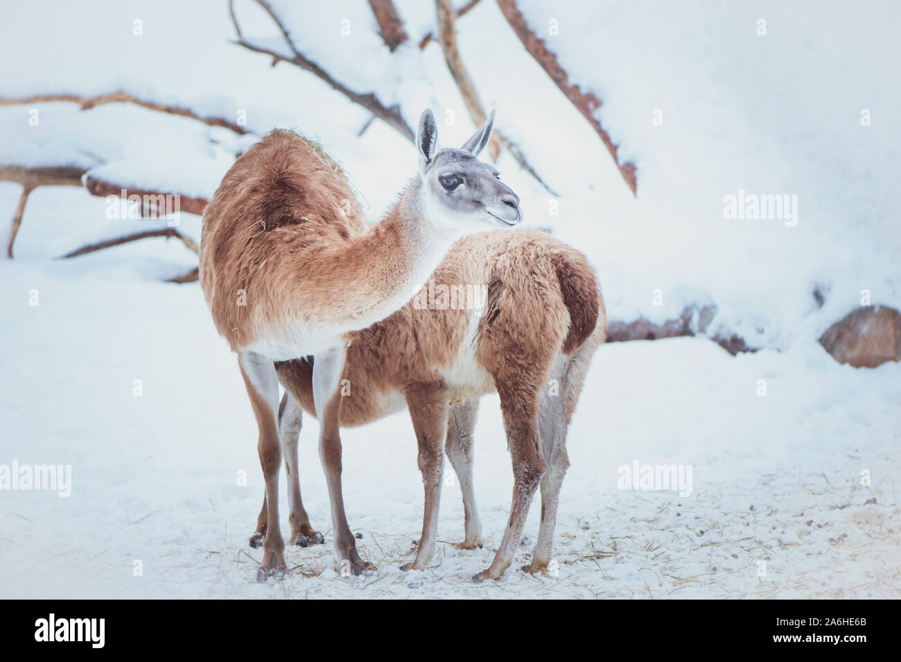 Deux Guanacos, mère et bébé au naturel un portrait d'hiver Banque D'Images