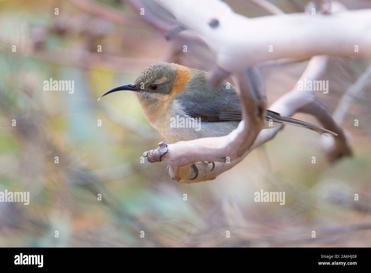 Bec-de-cyprin occidental (Acanthorhynchus superciliosus) dans un plumage immature, Australie occidentale Banque D'Images