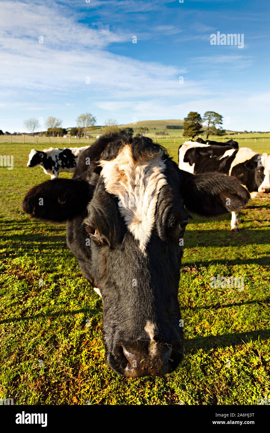 Ballarat Australie / le pâturage des vaches laitières sur une ferme près de Ballarat Victoria en Australie. Banque D'Images